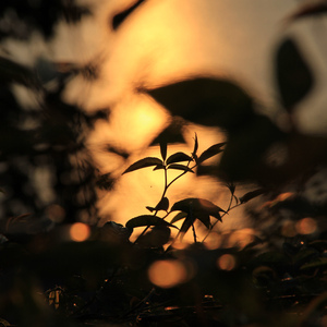 初中生女孩与男孩做爱视频
